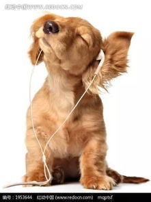 好听的狗狗歌曲，一只狗带火的一首歌