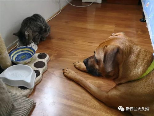 妹妹大胆往前走幽默回复，你莫走我怎么幽默回复