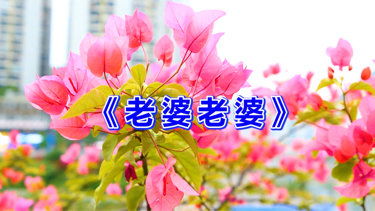 妻子送给丈夫的歌曲，形容爱上已婚的人的歌