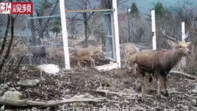 学生一听立马醒的起床音乐,恶搞叫人起床歌曲