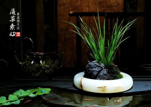 家里千万不可养昙花,家里养昙花禁忌讲究