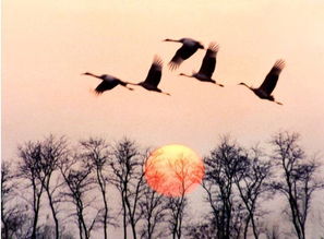 对对排成行是什么歌,我与鸿雁排成行出自哪首歌