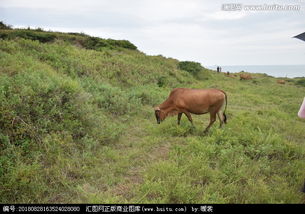 山坡上的两头牛,山坡上有两头牛原唱