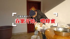 山中只见藤缠树 简谱,山中只见藤缠树 世上哪见树缠藤