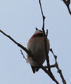 小鸟加动作在树上唱歌,小鸟唱歌补充完整句子