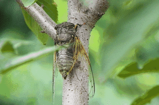 小树林里有知了唱歌仿写句子,蝉在枝头鸣叫仿写句子