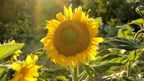 小小的太阳寓意是什么,小小的太阳是分手吗