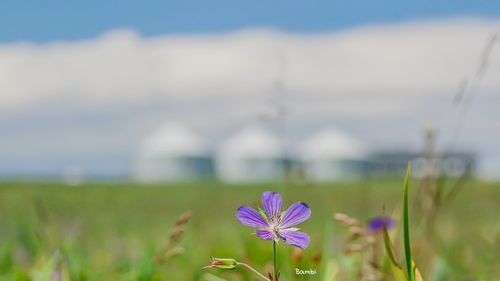尘埃里的花的听后感,尘埃里的花文案短句
