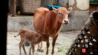 山坡上的两头牛是哪首歌改编的,歌曲《公牛和母牛》