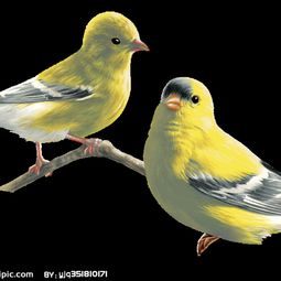 小鸟在唱歌扩写句子怎么写,小鸟外貌描写片段摘抄