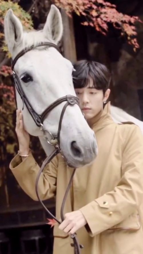 少年白马什么时候上映,少年白马叶鼎之图片