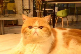 小花猫喵喵叫是谁把花瓶打碎了,小花猫喵喵叫顺口溜