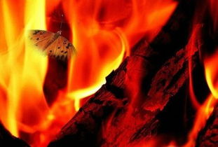 就像飞蛾扑火一样,明知道会受伤,我爱你就像飞蛾扑向火