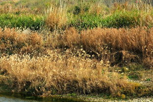 小河小河是什么歌曲,小河的水清悠悠歌曲