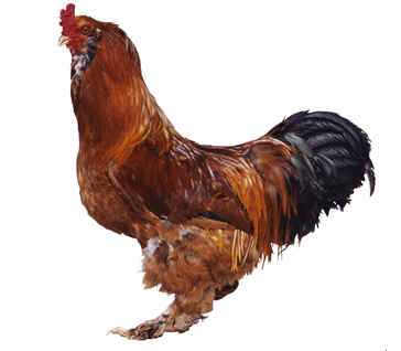 开头一声公鸡叫的纯音乐,有鸡叫的农村背景音乐