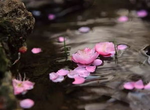 岁月清浅,一半烟火一半清欢,惟愿时光静好,余生浅笑安然