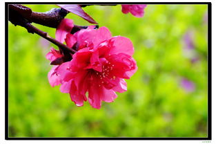 开吧开吧任你娇艳的盛开在春天里,开吧开吧盛开在春天里歌词