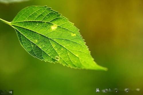 平凡人生经典句子,人生平平淡淡的经典句子