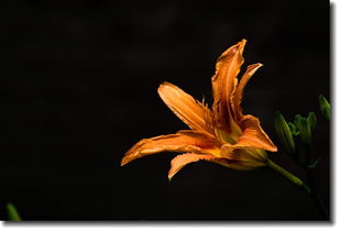 忘忧草歌曲表达了什么，忘忧草这首歌的深意