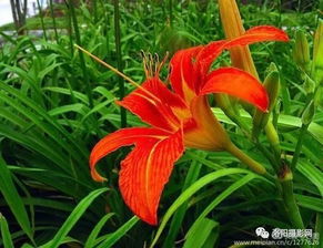 忘忧草这首歌的深意,忘忧草表达了什么感情