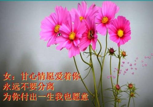 心甘情愿的真正含义,甘心情愿这首歌的含义