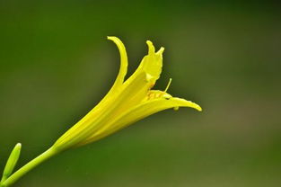 忘忧草的真正含义,忘忧草怎么解释