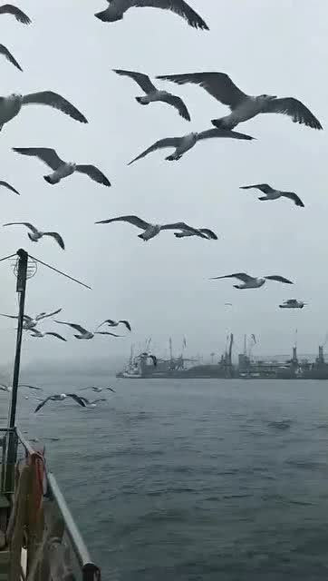 彩云伴海鸥表达什么意思,赞美海鸥优美诗句