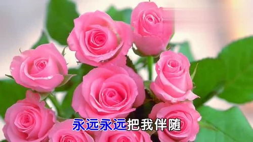 心中的玫瑰表达意思，每个人心中的玫瑰