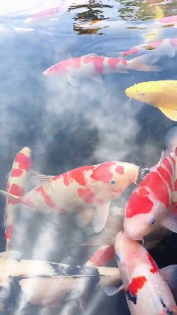 悠悠鱼儿水中游全诗,鱼在水中游的唯美诗句