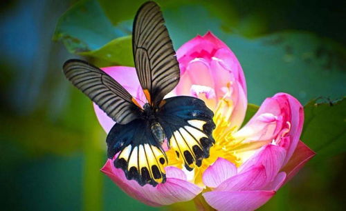 怎么也飞不出花花的世界原唱，原来是一只酒醉的蝴蝶什么歌