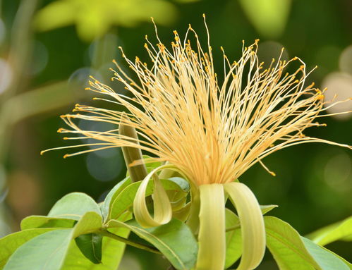 怎么触摸开花沼泽是什么意思,沼泽里开出的花寓意