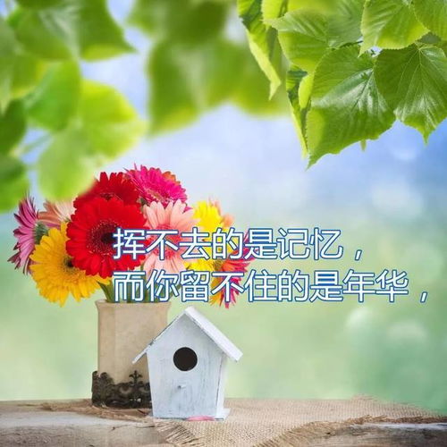 情深几许感慨句子，最近很火走心的句子