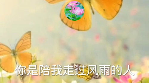 我们还能不能再见面原唱,歌曲巜你是陪我走过风雨的人