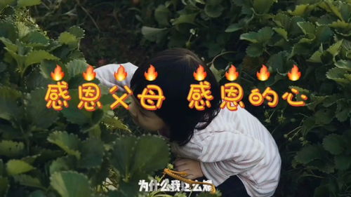 感恩一类的歌曲,感恩父母的歌曲20首