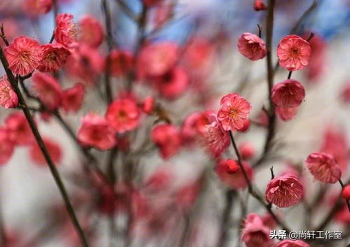 感情上自渡的什么意思,有关自渡的句子