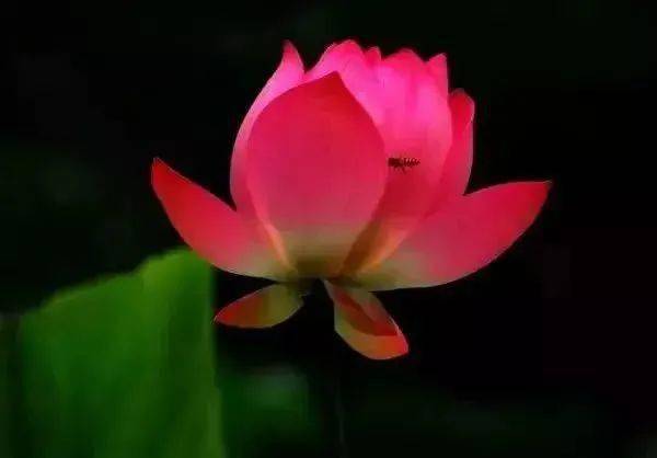 愿做佛前那朵莲完整版原唱,歌曲《来生愿做一朵莲》