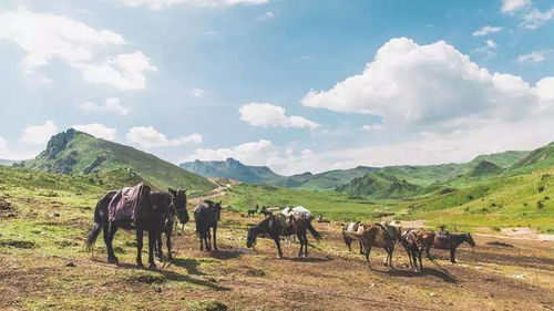 我们一起远去等候鸟飞回来，把远方的远归还草原