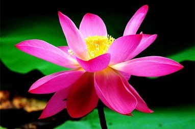 愿做佛前一朵莲隐喻什么,来生愿做一朵莲背后故事