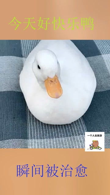 我是一只小鸭子中文版儿歌,我是一只小鸭子嘎嘎嘎的歌词