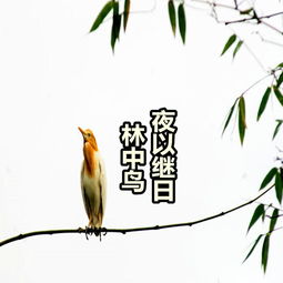 我本是林中鸟下一句是什么,莫问本就是林中鸟歌曲