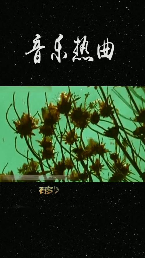 我在仰望月亮之上歌词,月亮之上的歌词