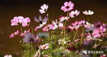 我是一朵千年雪莲原唱,《你是我的格桑花》歌词