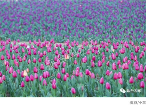 我在等花开也在等你来,我在等花也等你上一句