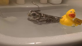 我是一只小鸭子咿呀咿呀哟儿歌,王老先生有块地儿歌