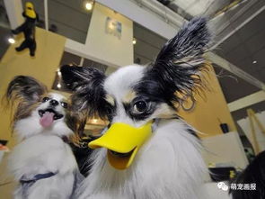 我是一只丑小鸭 咿呀咿呀哟,咿呀咿呀哟 儿歌英文