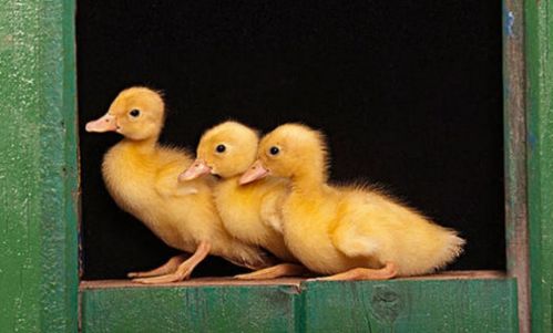 我是一只小黄鸭嘎嘎嘎叫是什么歌,我是一只小鸭子咿呀咿呀哟儿歌