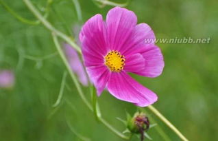 我是你的格桑花歌词打印,我是你的格桑花歌词雪莲三姐妹