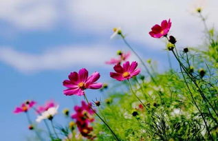 我是你的格桑花原唱歌词，还没等到高山上的雪融化