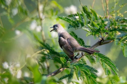 我是一只小小鸟表达什么意思，我是一只小小鸟背后的故事