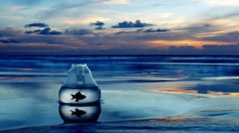 我是一只鱼表达爱情含义，我是一只鱼暗示什么男的